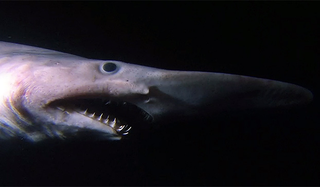 Illustration for article titled ODeck Shark Week: Deep Water Aliens